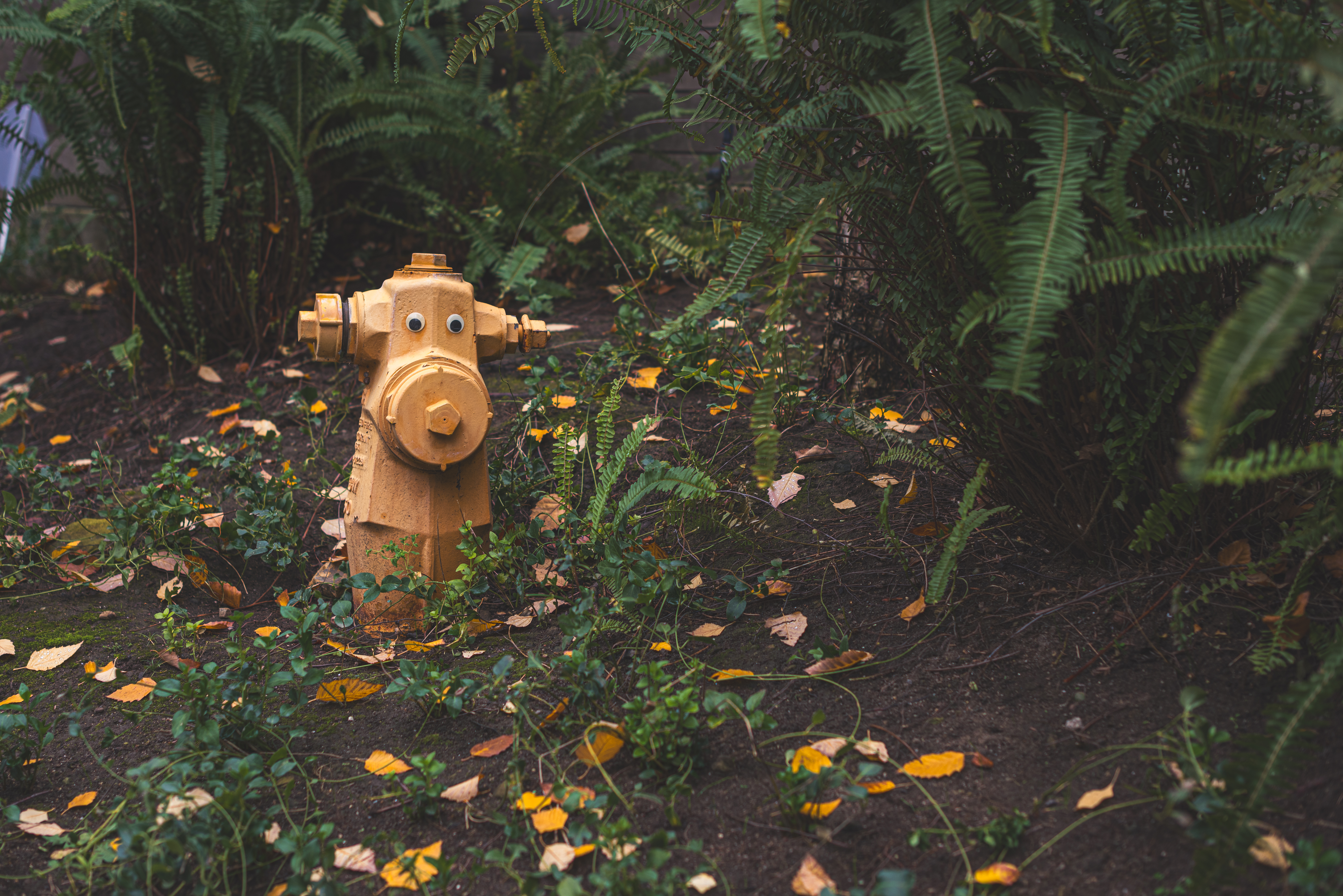 The Timid Hydrant